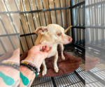 Small #1 Chihuahua Mix
