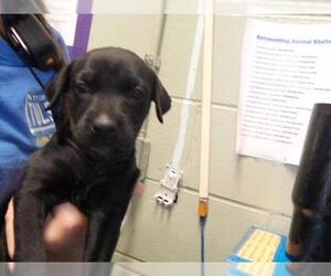 Mutt Dogs for adoption in Tulsa, OK, USA