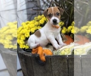 Jack Russell Terrier Puppy for sale in BALTIMORE, MD, USA