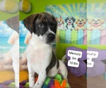 Small #1 Plott Hound Mix