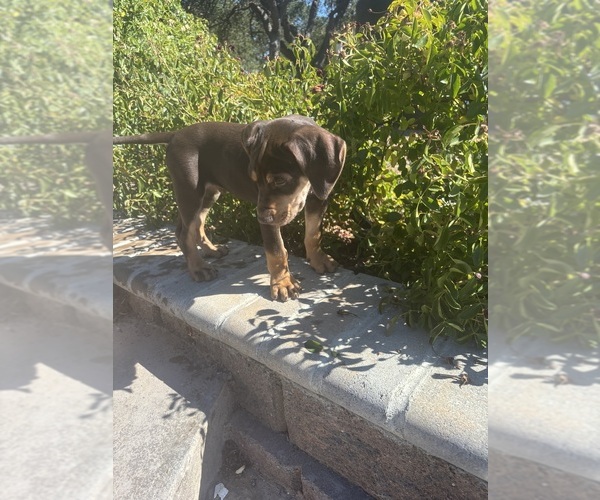 Medium Photo #3 Catahoula Leopard Dog Puppy For Sale in HOLLISTER, CA, USA