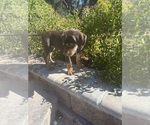 Small #2 Catahoula Leopard Dog