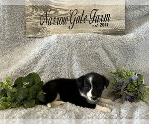 Border Collie Puppy for sale in MOODY, TX, USA