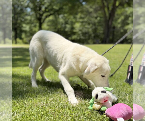 Medium Photo #3 Great Pyrenees Puppy For Sale in Yardley, PA, USA