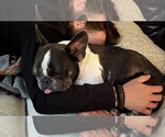 Small #2 French Bulldog