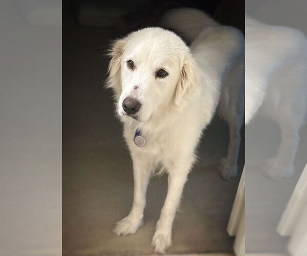 Medium Photo #5 Great Pyrenees Puppy For Sale in Spring, TX, USA