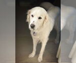 Small #4 Great Pyrenees