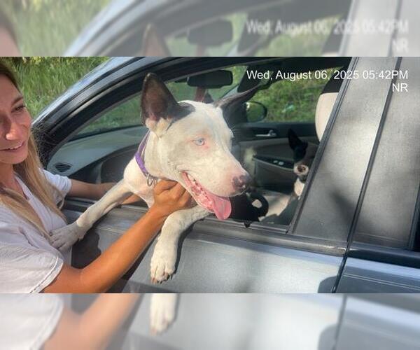 Medium Photo #1 Bull Terrier-Unknown Mix Puppy For Sale in Ocala, FL, USA