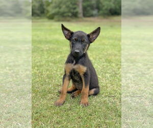 Mutt Dogs for adoption in PIPE CREEK, TX, USA