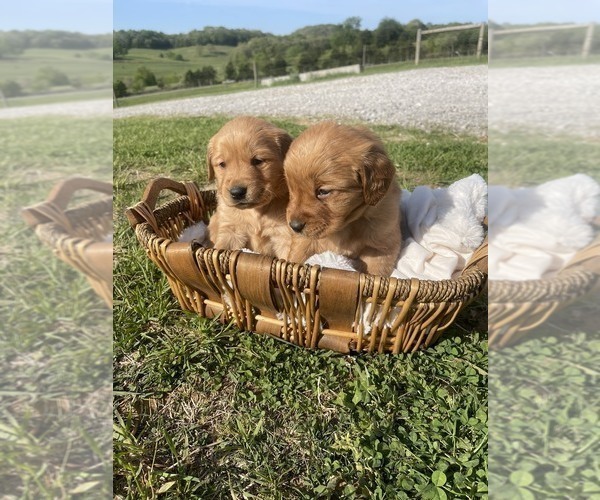 Medium Photo #1 Golden Retriever Puppy For Sale in FRANKLIN, TN, USA