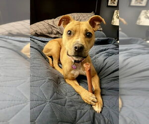 Meadow #2 - Female Labrador Retriever-Unknown Mix Dog for Adoption - Photo #2