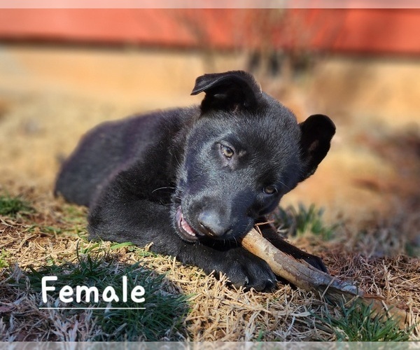 Medium Photo #3 German Shepherd Dog Puppy For Sale in ELLENBORO, NC, USA