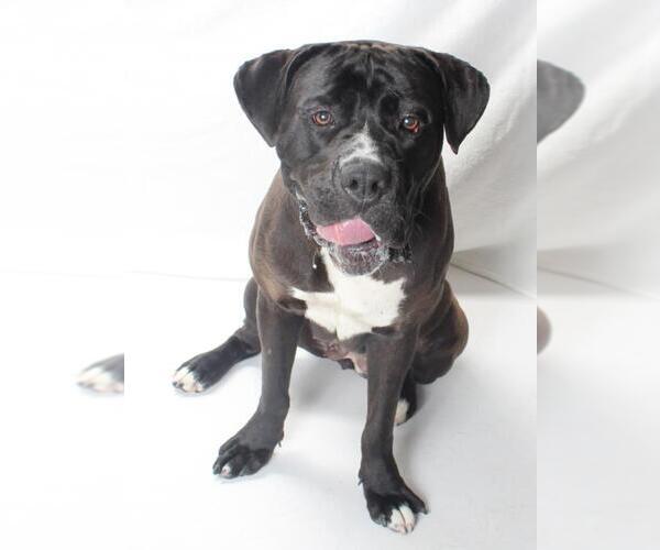 Medium Photo #1 American Pit Bull Terrier-Unknown Mix Puppy For Sale in Burbank, CA, USA