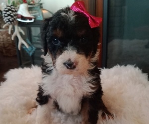 F2 Aussiedoodle Puppy for sale in PLEASANT PLAINS, AR, USA