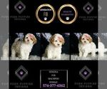 Small Photo #17 Maltipoo Puppy For Sale in WARSAW, IN, USA