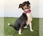Small #1 Rat Terrier Mix
