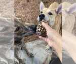 Small #8 Dutch Shepherd  Mix