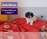 Small #2 Maltipoo (Toy)