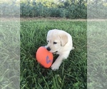 Small Photo #2 Labrador Retriever Puppy For Sale in VALLEY CITY, OH, USA