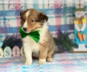 Shetland Sheepdog Puppy for sale in LANCASTER, PA, USA