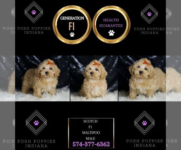 Medium Photo #7 Maltipoo Puppy For Sale in WARSAW, IN, USA