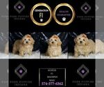 Small #6 Maltipoo