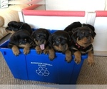 Small Photo #14 Rottweiler Puppy For Sale in BAINBRIDGE IS, WA, USA