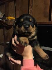 Rottweiler Puppy for sale in HAUBSTADT, IN, USA