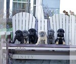 Nolan - Male Cane Corso Puppy for Sale - Photo #2