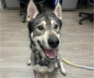Siberian Husky-Unknown Mix Dogs for adoption in Martinez, CA, USA