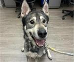 Small Siberian Husky Mix