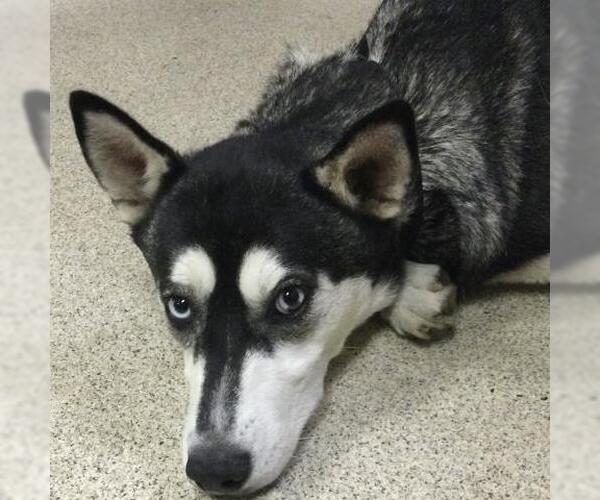 Medium Photo #1 Siberian Husky Puppy For Sale in Riverside, CA, USA