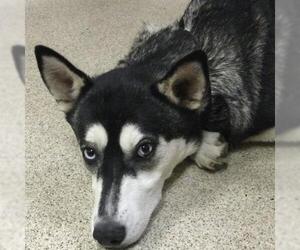 Siberian Husky Dogs for adoption in Riverside, CA, USA