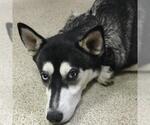 Small Siberian Husky