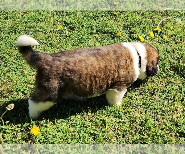 Medium Photo #3 Saint Bernard Puppy For Sale in TURLOCK, CA, USA
