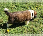 Small #2 Saint Bernard
