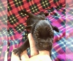 Small Photo #2 Great Dane Puppy For Sale in BANGOR, WI, USA