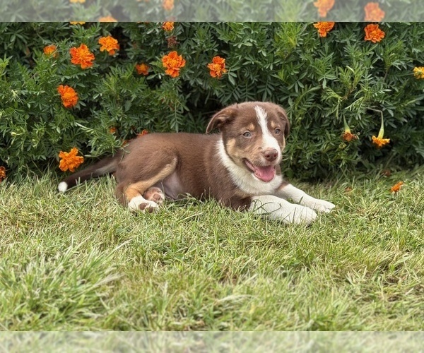 Medium Photo #5 Border Collie-Bordoodle Mix Puppy For Sale in AMES, IA, USA