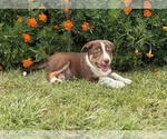 Small #4 Border Collie-Bordoodle Mix