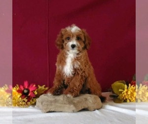 Cavapoo Puppy for sale in GORDONVILLE, PA, USA