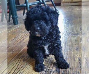 Aussiedoodle Miniature  Puppy for sale in WASHINGTON, IA, USA