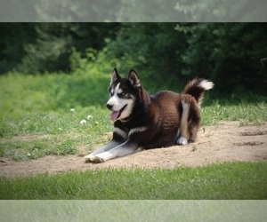 Father of the Siberian Husky puppies born on 02/08/2022