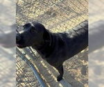 Small Labrador Retriever Mix