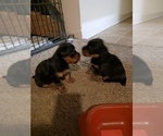 Small Photo #8 YorkiePoo Puppy For Sale in RICHMOND, VA, USA