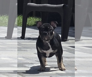 American Bully Puppy for sale in NORTH PORT, FL, USA