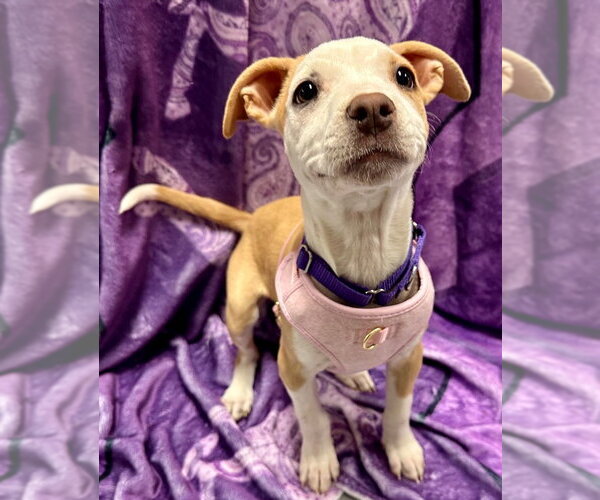 Medium Photo #2 American Staffordshire Terrier Puppy For Sale in Lawrenceville, NJ, USA