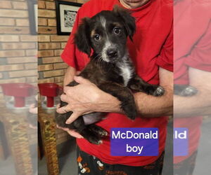 Dachshund-Unknown Mix Dogs for adoption in Aurora, IN, USA