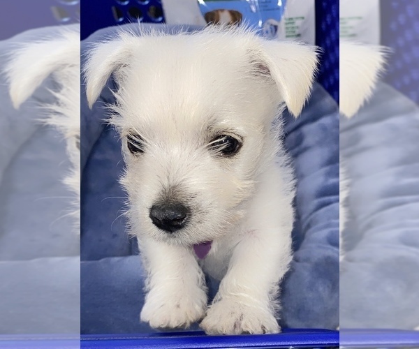 Medium Photo #1 West Highland White Terrier Puppy For Sale in ROSHARON, TX, USA