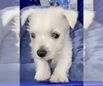 Small Photo #1 West Highland White Terrier Puppy For Sale in ROSHARON, TX, USA