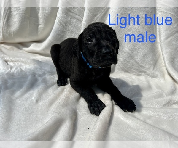 Medium Photo #5 Great Dane Puppy For Sale in OKLAHOMA CITY, OK, USA